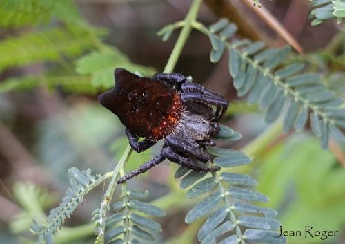 Cyrtophora citricola