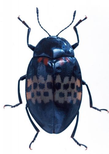 Prepopharus americanus