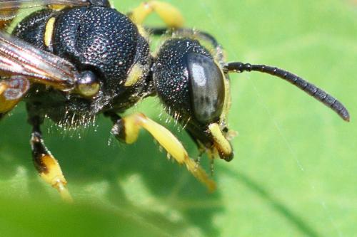 Cerceris sabulosa