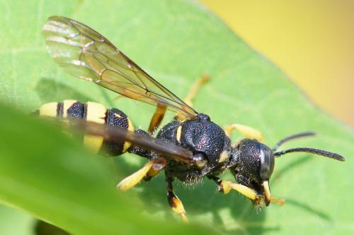 Cerceris sabulosa