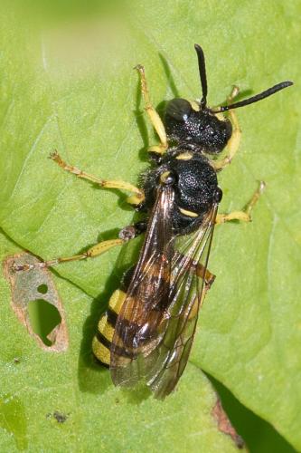 Cerceris sabulosa