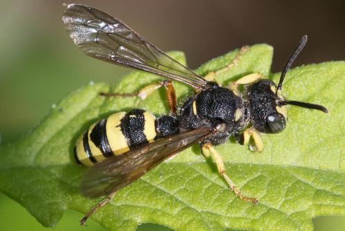 Cerceris sabulosa