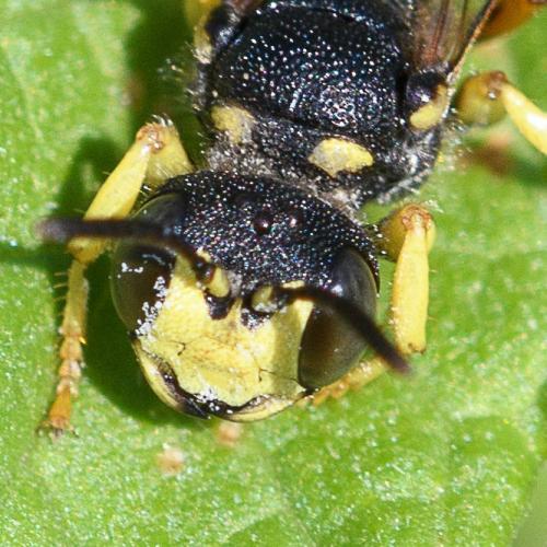 Cerceris sabulosa