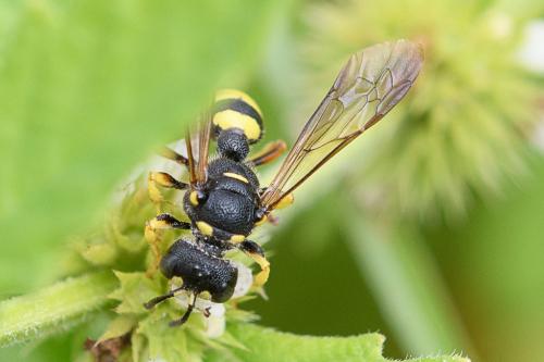 Réf. 213 356 : Cerceris sp.