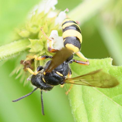 Cerceris sp.