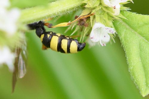 Cerceris sp.