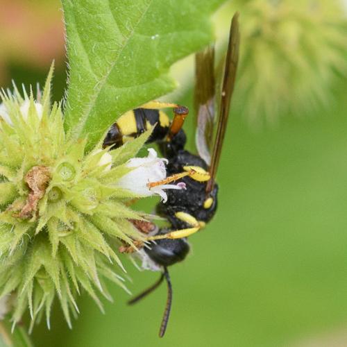 Cerceris sp.