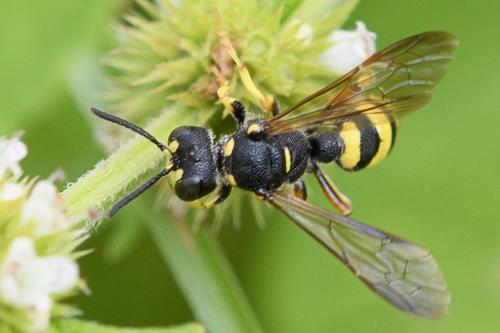 Réf. 213 358 : Cerceris sp.