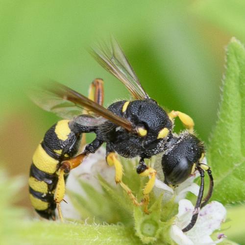 Réf. 213 355 : Cerceris sp.