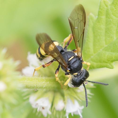 Réf. 213 477 : Cerceris sp.