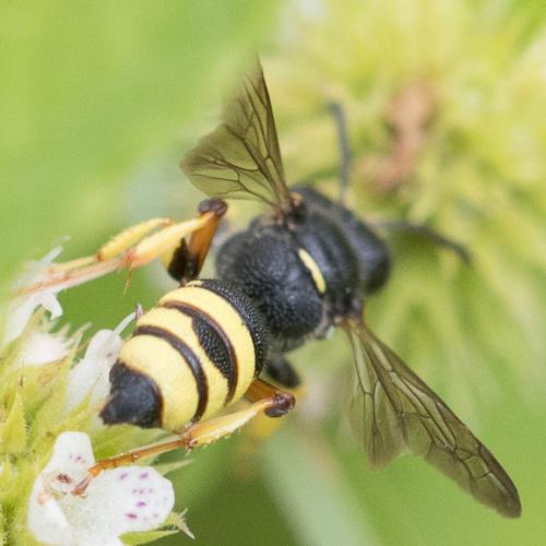 Cerceris sp.