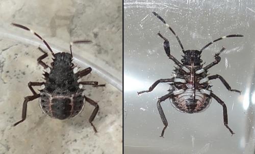 Halyomorpha halys
