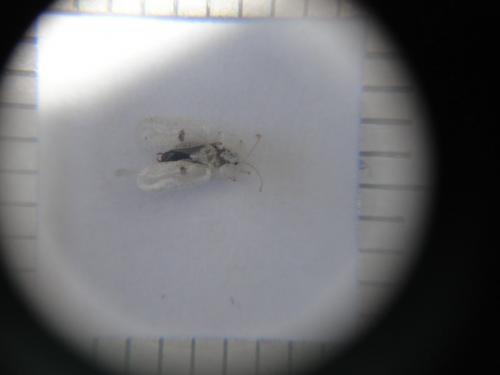 Corythucha ciliata