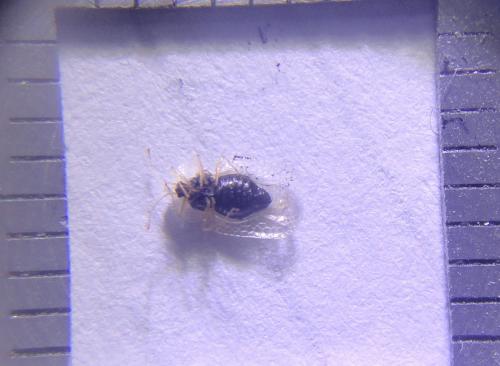 Corythucha ciliata
