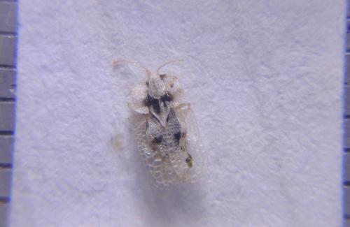 Réf. 213 767 : Corythucha ciliata