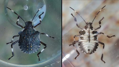 Réf. 213 525 : Halyomorpha halys