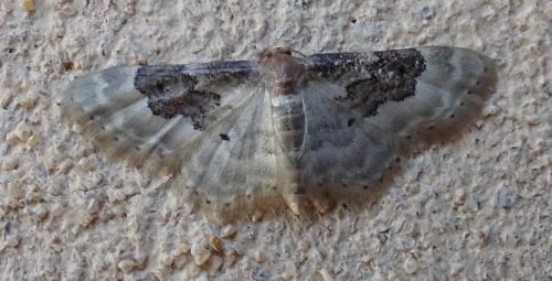 Réf. 213 011 : Idaea rusticata