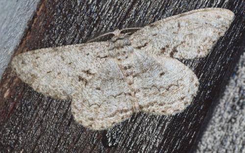 Réf. 213 832 : Hypomecis roboraria