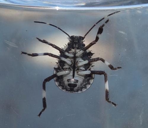 Halyomorpha halys