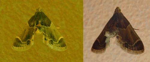 Réf. 213 280 : Pyralis farinalis
