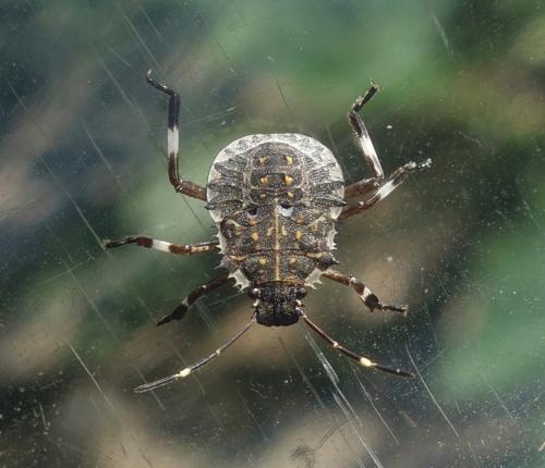 Réf. 213 212 : Halyomorpha halys
