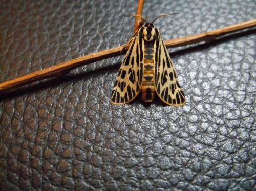 Grammia quenseli