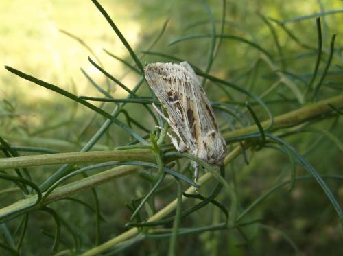 Réf. 213 981 : Agrotis graslini