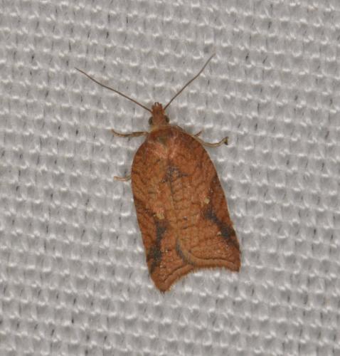 Réf. 213 238 : Acleris shepherdana