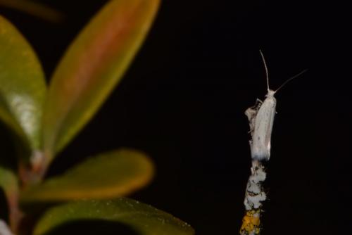Elachista sp.