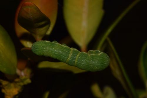 Réf. 213 431 : Agrochola lychnidis