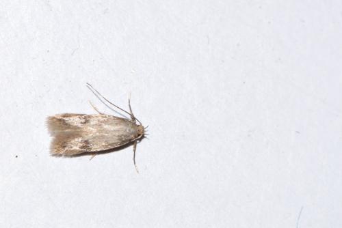 Réf. 213 437 : Borkhausenia nefrax
