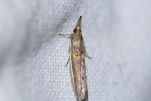 Etiella zinckenella