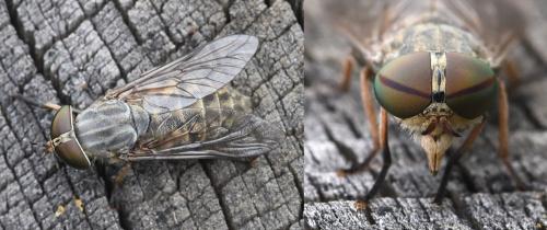 Réf. 213 588 : Tabanus bromius