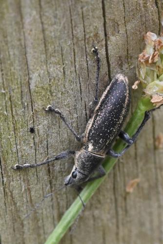 Brachyderes lusitanicus