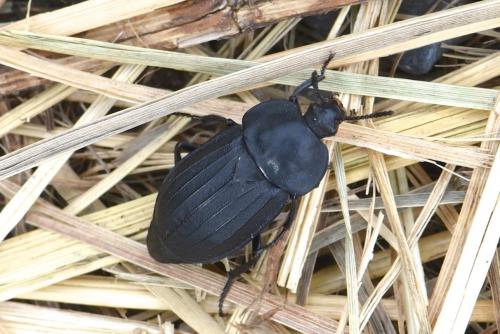 Réf. 213 003 : Silpha tristis