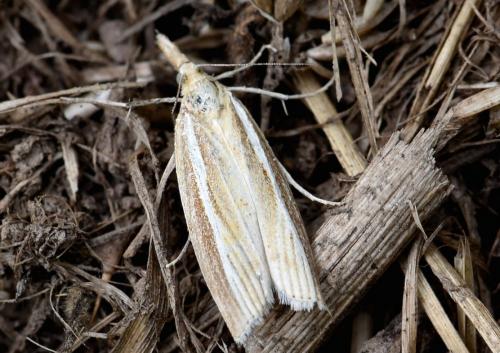 Réf. 213 511 : Agriphila tristella