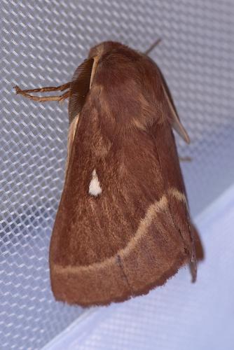 Réf. 213 334 : Lasiocampa trifolii
