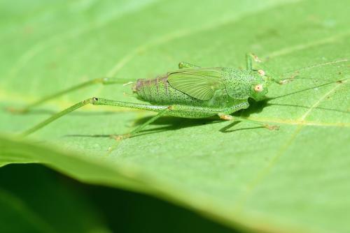 Réf. 213 569 : Phaneroptera sp.