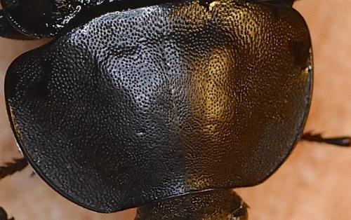 Réf. 213 328 : Silpha tristis