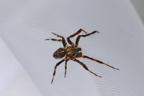 Araneus diadematus