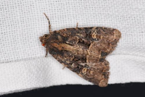 Mesapamea sp.