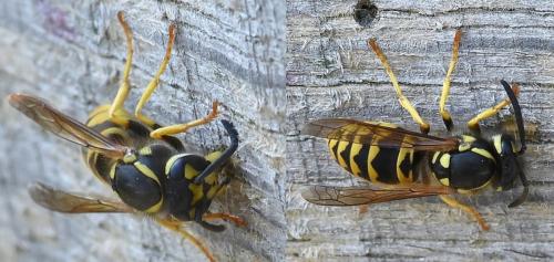 Vespula germanica