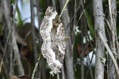 Epirrhoe alternata