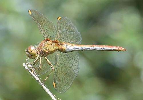 Réf. 213 827 : Sympetrum meridionale