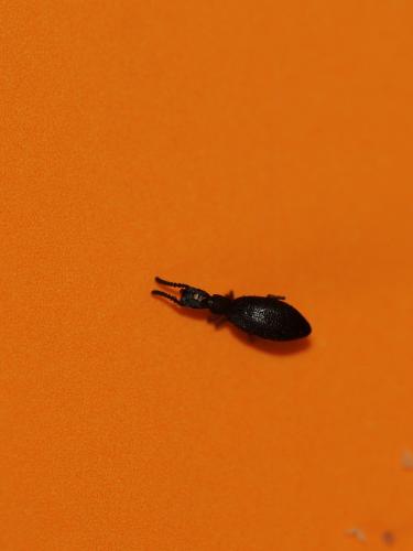 Stenosis sp.