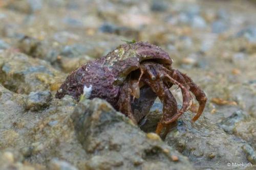 Pagurus cuanensis