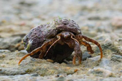 Pagurus cuanensis
