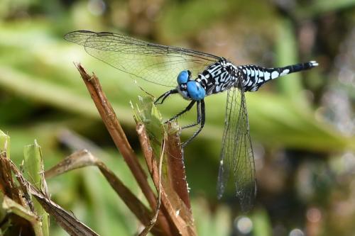 Acisoma panorpoides