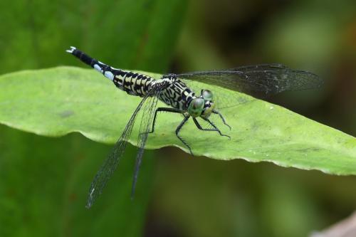 Réf. 213 096 : Acisoma panorpoides