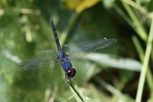 Trithemis festiva